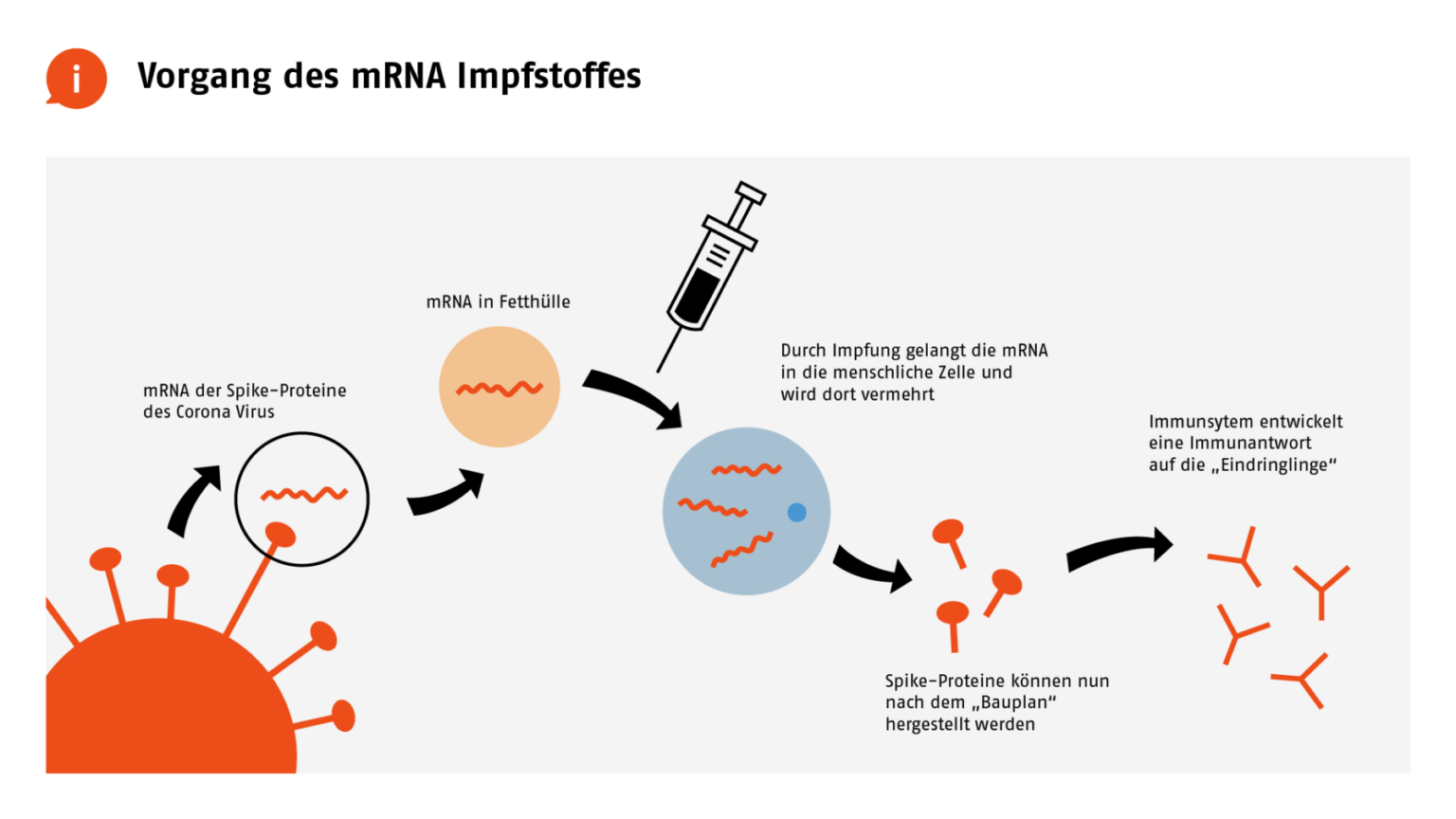 Schaubild zur Funktionsweise von mRNA Impfstoffen