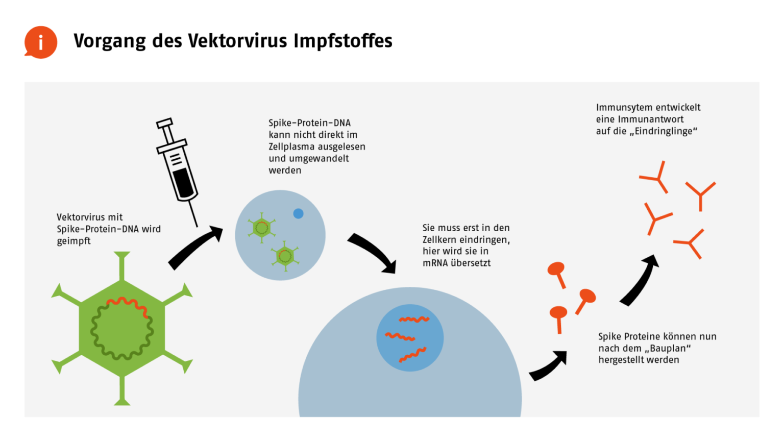 Schaubild zur Funktionsweise von Vektorimpfstoffen