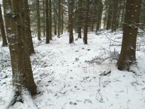 Schneebedeckter Wald