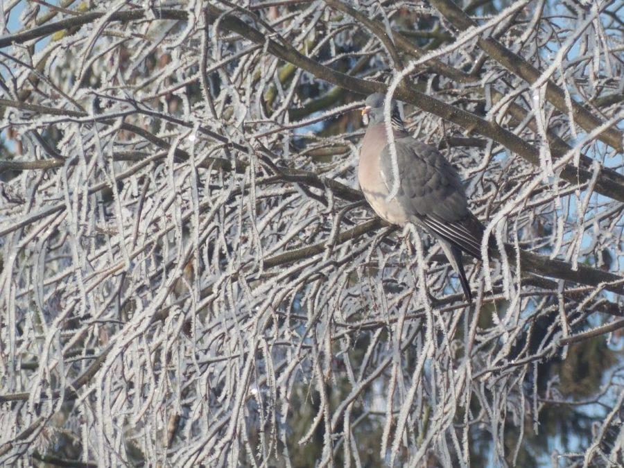 Taube im Baum im Winter